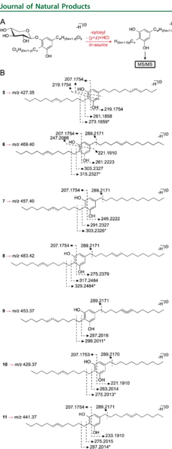 Figure 2. Key 2D NMR correlations supporting the proposed chlorine position in the C-5 alkyl substituent for metabolites 5 and 9.
