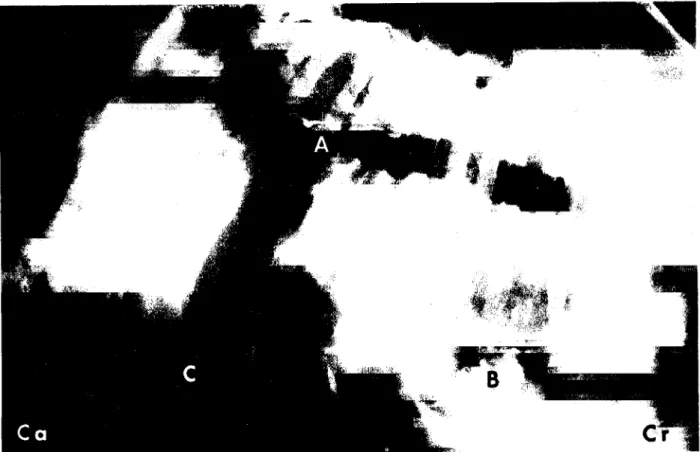 Fig. 1. Lateral X-ray of the thorax obtained i days after ine injection 0} Ca W0 4  into the pleural space
