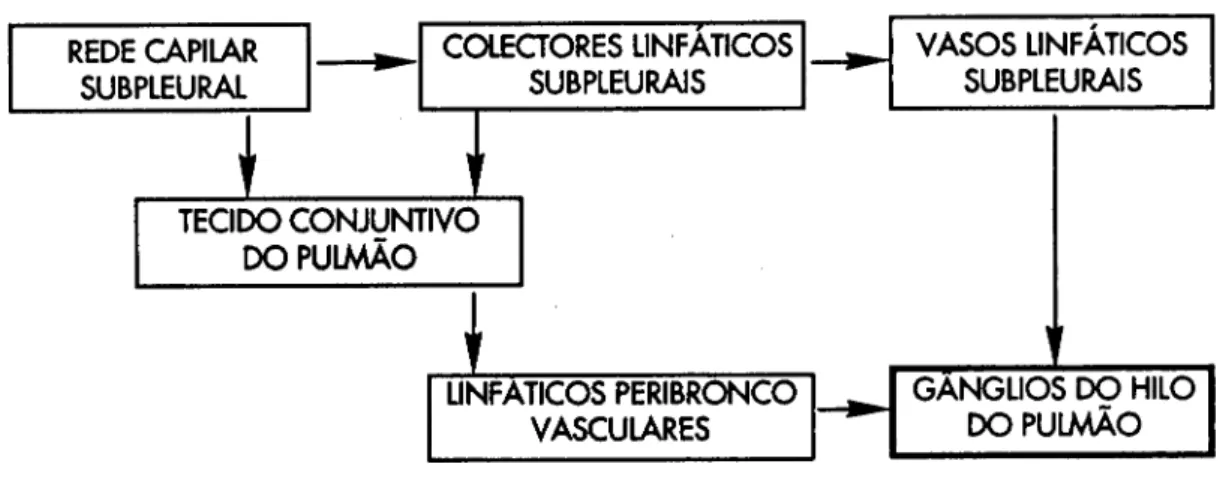 Fig. 6.1 - Drenagem linfática da pleura visceral do cão. Esquema adaptado de Nagaishi, 1972