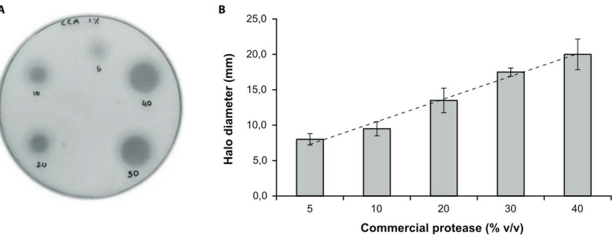 Figure   2.1.2   -­‐   Optimization   of   protease   semi-­‐quantitative   plate   assay:   a)   photograph   of   digestion    halos   obtained   for   various   dilutions   of   commercial   enzymes   on   a   petri   dish   of   CCA   +   1%   SM;   an