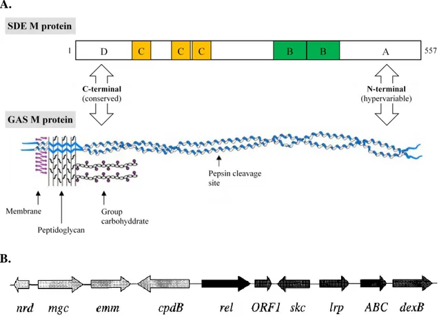 FIGURE 1.3. M protein structure and genomic environment of the emm locus in SDE 
