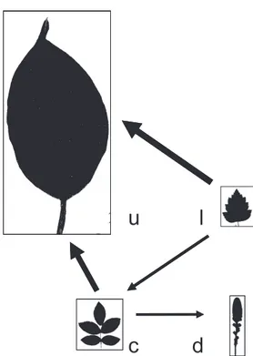 Table 5 Inequality of rates of evolution in leaf form inferred from likeli- likeli-hood ratio (LR) tests, conducted for the angiosperm-wide (560 taxon) dataset under coding D