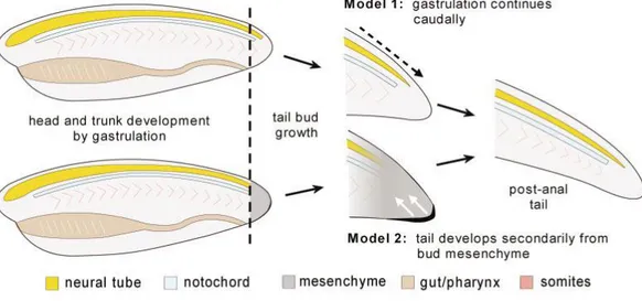 Figure 3. Vertebrate tailbud outgrowth. According to Model 1, morphogenetic movements (i.e