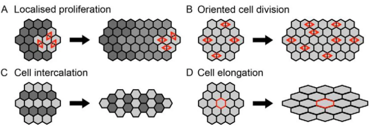 Figure 4. Cellular mechanisms of tissue elongation. Localized cell proliferation (A), alignment of cell  divisions (B), cell rearrangements (C) and changes in cell shape (D) can lead to tissue elongation