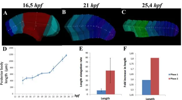 Figure  6.  Tailbud  elongation  undergoes  two  distinct  phases.  Embryo  length  was  assessed  using  the  Imaris software in embryos from 14 up to 25,4hpf