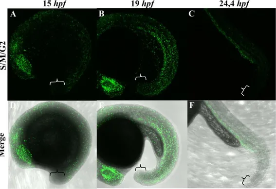 Figure  10.  The  zebrafish  tailbud  does  not  contain  a  pool  of  resident  proliferative  progenitors