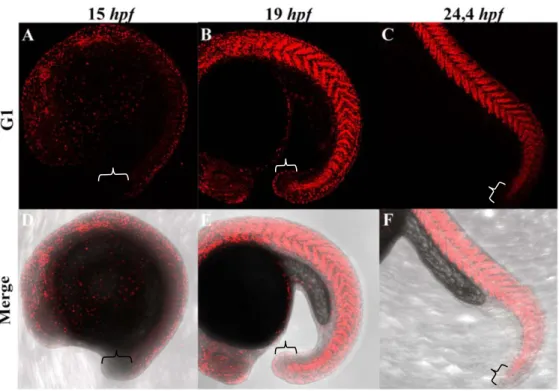Figure  S1.  Post-mitotic  cells  progressively  invade  the  posterior  body.  Representative  maximum intensity projection of PFA-fixed Cecyil embryos during posterior body formation,  visualizing post-mitotic non-proliferating cells (red; A-C)