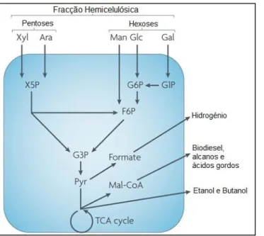 Figura  4  –  Vias  metabólicas  da  D-xilose  em  bactérias  e  leveduras  (XR  –  xilose  redutase,  XDH  –  xilitol  desidrogenase,  XI  –  xilose  isomerase,  XK  –  xilulocinase  e  PP – via das pentoses fosfato) [Chandel et al., 2011]