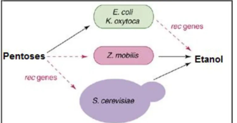 Figura 5 – Estirpes construídas através de engenharia genética para a produção de etanol a partir de pentoses  [Hahn-Hägerdal et al., 2006] (rec genes – genes recombinantes)