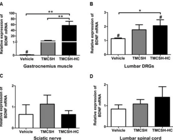 Fig. 2. Relative expression of BDNF mRNA in selected tissues at 21 days after nerve crush injury