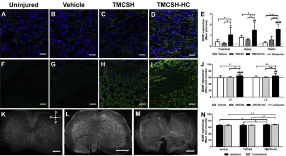 Fig. 3. BDNF protein expression profile. BDNF protein was detected by immunohistochemistry in the sciatic nerve,  lumbar DRGs and lumbar spinal cord, at 21 days after nerve crush injury