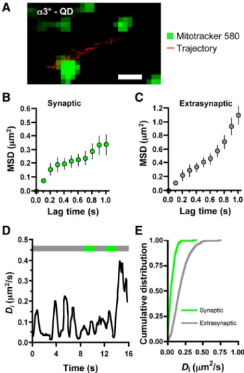 Figure 1. Different mobilities of surface ␣ 3*-nAChRs in synaptic and extrasynaptic spaces.