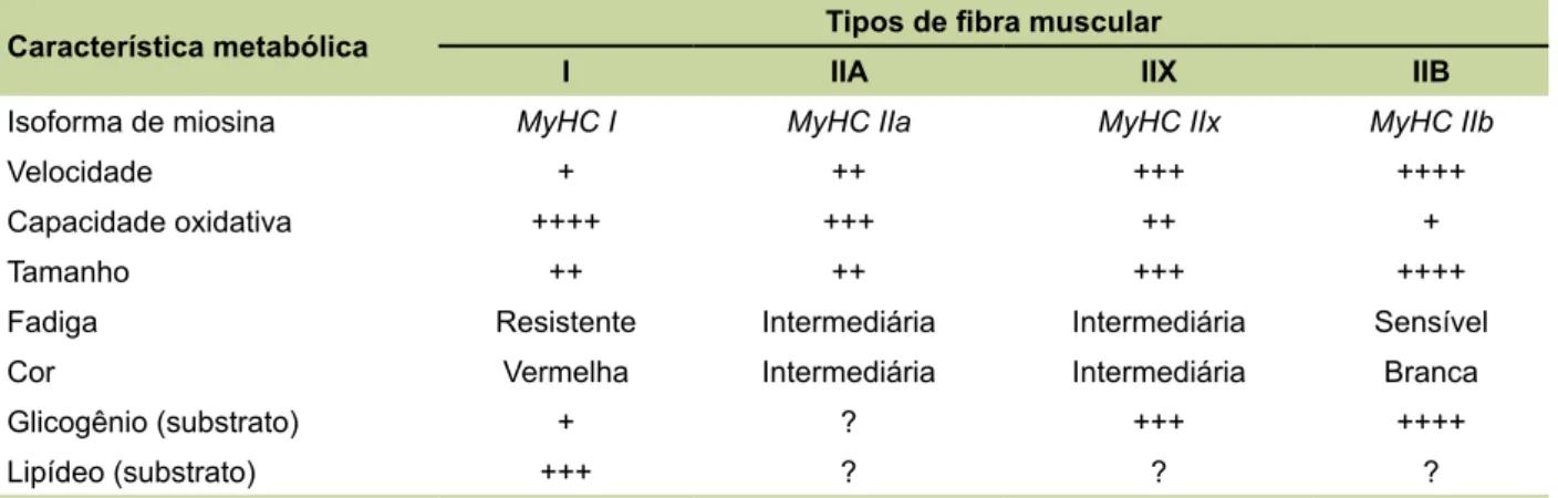 Tabela 1. Características bioquímicas e metabólicas dos quatro tipos de fibras musculares de mamíferos adul- adul-tos, e a distribuição relativa dos principais substratos metabólicos