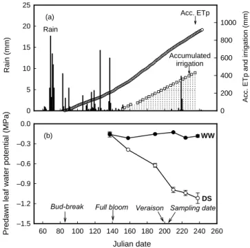 Fig. 1. Seasonal evolution of accumulated potential evapo- evapo-transpiration (ETp;  from bud-break), accumulated irrigation for the well-watered controls and rain (a), and seasonal evolution of the predawn leaf water potential (Ψ PD ) in drought-stressed