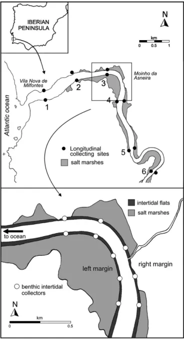 Fig. 1. Map of Mira Estuary showing: (a) position of sampling sites for longi- longi-tudinal settlement patterns along a 10 km gradient; and (b) position of  sam-pling sites for study of lateral pattern of settlement along Moinho da Asneira curve.