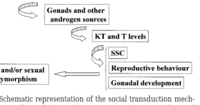 FIG. 1. Schematic representation of the social transduction mech- mech-anism potentially underlying the expression of ART and sexual polymorphism in teleost fish.