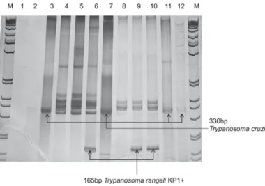 Fig. 4 - Molecular detection and typing of Trypanosoma rangeli. Polyacrylamide gel stained with silver nitrate showing amplicons derived from duplex PCR with primers S35, S36 and KP1L