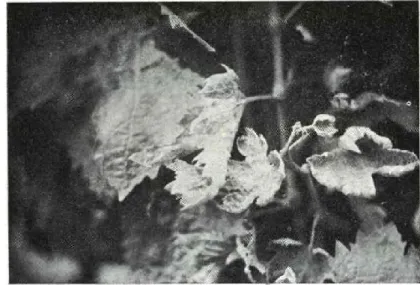 Fig. 1 — Folhas de videira apresentando o aspecto ondulado e  crispado devido ao necrosamento dos tecidos provocado pelo oídio.