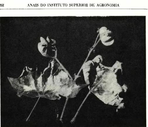 Fig. 1 — Aspecto do ataque de oídio nas extremidades dos ramos e folhas novas,  podendo ver-se estas enroladas em forma de concha e as mais jovens totalmente 