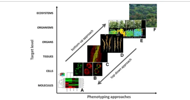 FIGURE 1 | Phenotyping at different scales and levels of plant biological organization: from the molecular level (A) until the plant (E) and ecosystem level (F)