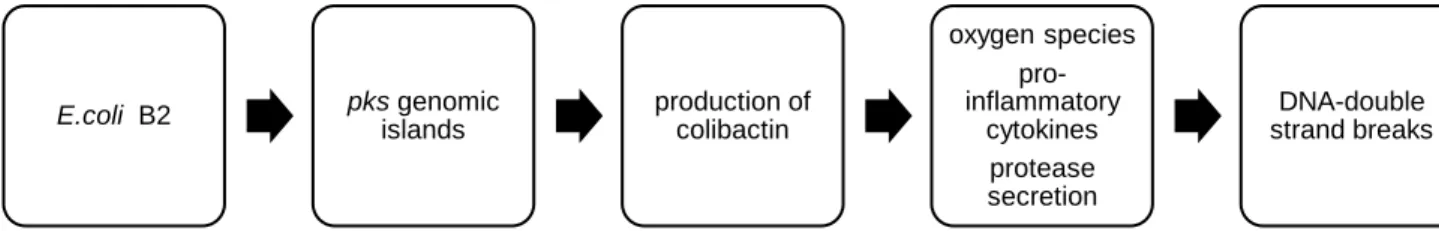 Figure 2. E. Coli - possible mechanism of patogeny 