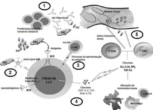Figura 8 – Mecanismos fisiopatológicos das citopenias autoimunes. Adaptado de (40)  1  -  Citopenias  autoimunes  em  consequência  da  produção  de  auto-anticorpos  (IgG)  direcionados  para  os  antigénios  presentes  nos  eritrócitos  ou  nas  plaqueta