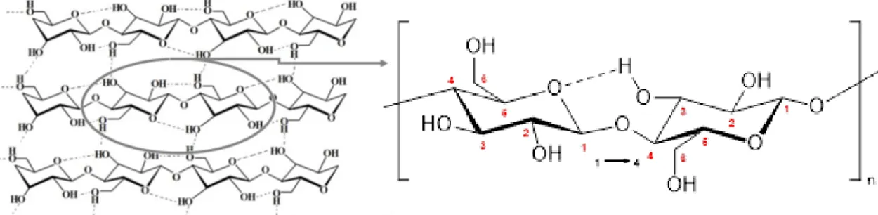 Figura 1 Estrutura molecular da celulose com a ligação β-1,4.[1] 