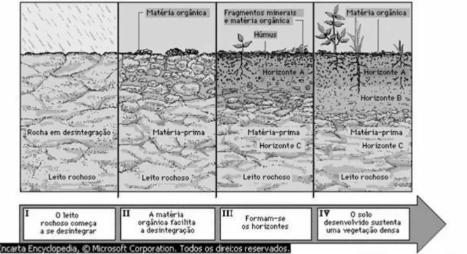 Fig. 4- As várias etapas da formação de um s olo. Adaptado de Jiri Hejkrlik (2005) 