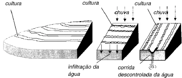 Fig. 32 - Plantio em nível, adaptado de Série Agrodok 11, 2005 