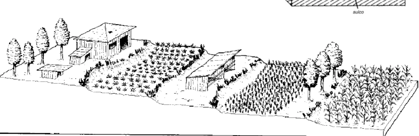 Fig. 34 – Terraç os, adaptado de Série Agrodok 11, 2005 