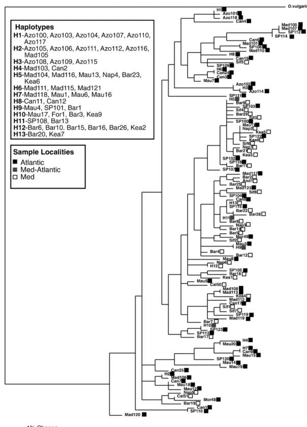 Fig. 2. Phylogenetic relationships of Atlantic and Mediterranean D. sargus using D. vulgaris as outgroup