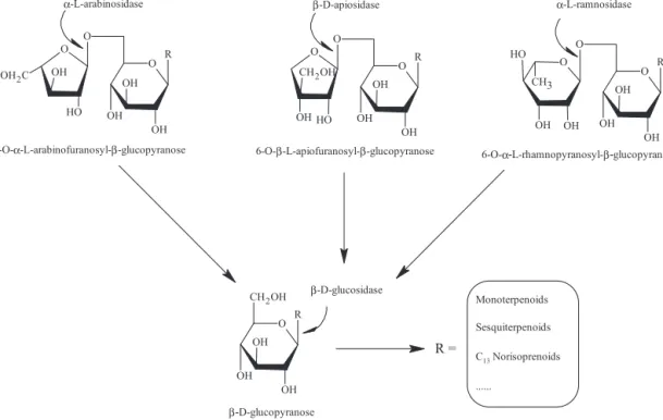 Fig. 1. General glycoconjugate structures and hydrolytically released chemical groups occurring in Vitis vinifera L