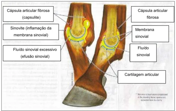 Figura  1.  Estrutura  anatómica  da  articulação  do  cavalo  (revista  The  Horse,  Vol.XXIV,  Nº11,  Novembro 2007) – adaptada