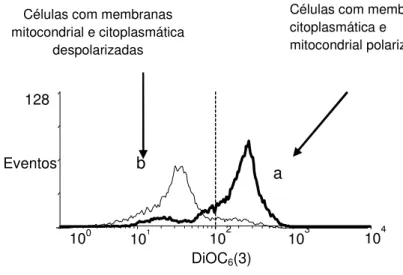 Figura  5-  Células  de R.  glutinis  após  48  h  de  crescimento: a)  coradas  com  DiOC 6 (3), b)  tratadas  com  CCCF e coradas com DiOC 6 (3) 