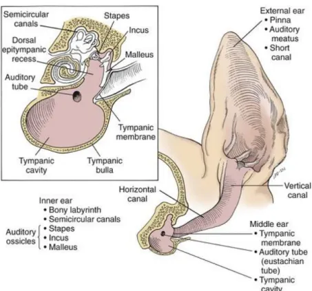 Figura 1 - Anatomia do ouvido canino. Fossum (2013) 