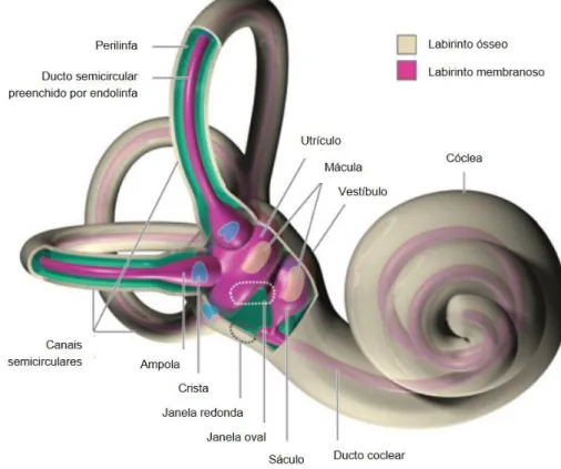 Figura 2 - Esquema dos labiríntos ósseo e membranoso do ouvido interno. Traduzido de Cole (2009) 
