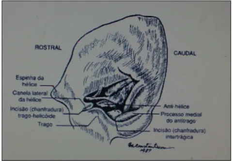 Figura 1 - Anatomia da orelha de um canídeo (adaptado de Heine, 2004) 