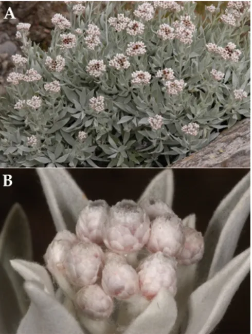 Figura  1   -  Helichrysum  melaleucum  Rchb. 