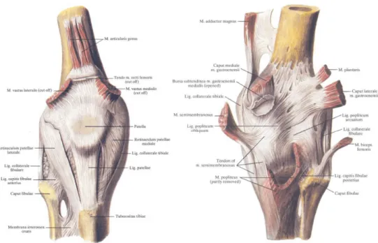 Figure 1.1: Anatomy of the human knee [Sin88]