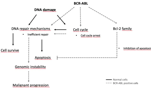 Figure 3 – Mechanisms of drug resistance induced by BCR-ABL. In a normal cell  (represented as black) DNA  repair mechanisms are activated and DNA damage can be completely repaired – the cell will survive