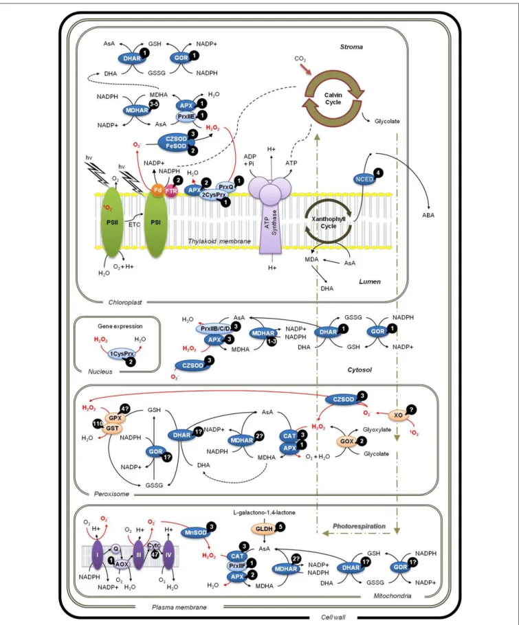 FIGURE 1 | Localization of reactive oxygen species (ROS) scavenging pathways in different cellular compartments