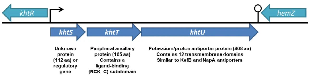Figure  1.3  -  Organization  and  schematic  diagram  of  the  khtSTU  operon  locus  on  the  Bacillus  subtilis  chromosome