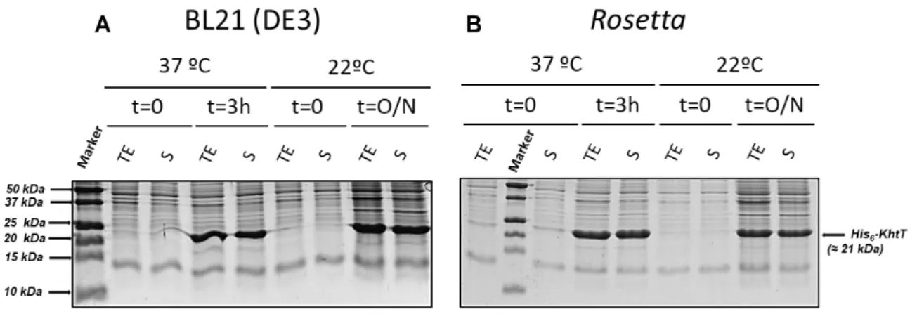 Figure 4.1 - SDS-PAGE gels of KhtT expression tests in (A) BL21(DE3) and (B) Rosetta E.coli strains
