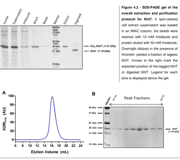 Figure  4.2  -  SDS-PAGE  gel  of  the  overall  extraction  and  purification  protocol  for  KhtT