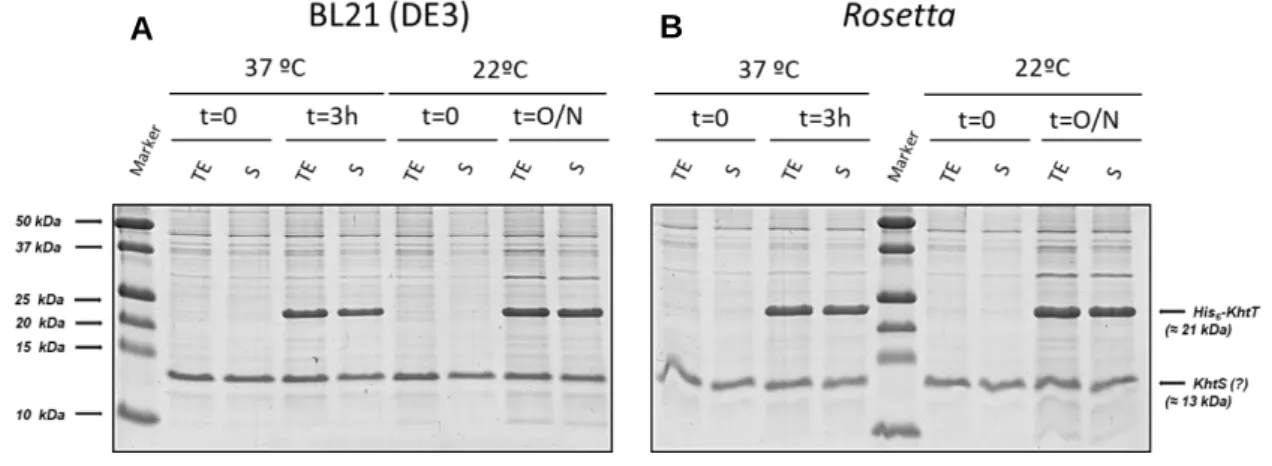 Figure 4.4 - SDS-PAGE gels of KhtS expression and KhtT co-expression tests in (A) BL21(DE3) and (B) Rosetta  E