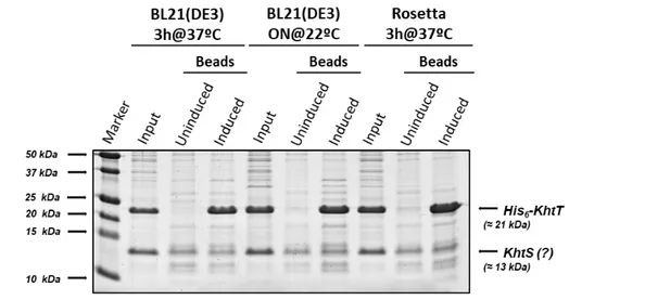 Figure  4.5  -  SDS-PAGE  gel  of  His 6 -tagged  KhtT  and  KhtS  co-expression  pull-down  assay