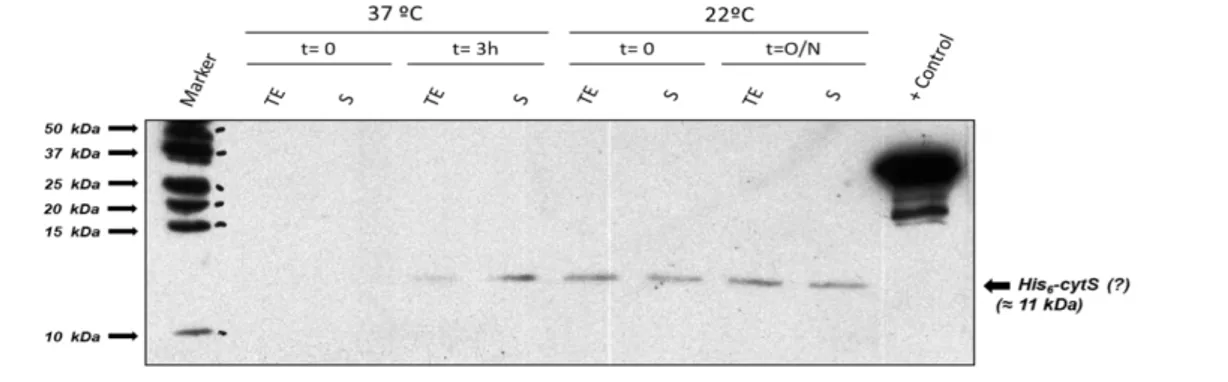Figure 4.7 - Western Blot visualization of His-tagged cytS expression tests in E. coli BL21(DE3) samples