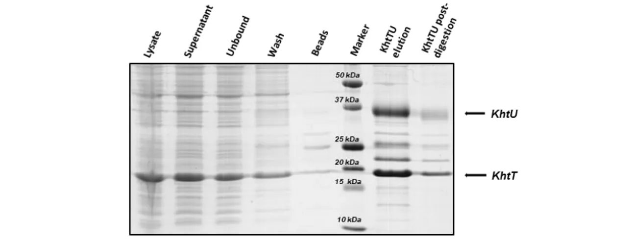 Figure 4.9 - SDS-PAGE gel of KhtTU complex extraction and IMAC purification steps. Cell lysate was incubated  overnight with 20 mM DDM and 5% glycerol at 4 ºC for membrane protein extraction