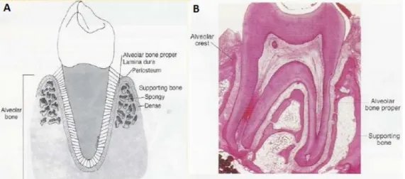 Figure 2- (A) Scheme of alveolar bone; (B) Histological section of a tooth with the alveolar bone  structures highlighted
