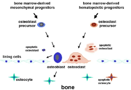Figure 3- Bone cells origin. 